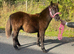 Registered standard Shetland colt