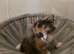 RESERVE NOW - 3 Adorable Kittens