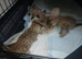 4 female bengals