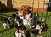 5 Jack Russels