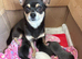 2 beautiful Chihuahua puppies