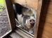 2 pigs free to good home