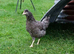 Tutti frutti ( blue egg layer) point of lay pullets for sale