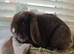 Beautiful chocolate vm doe seeking loving retirement home 1 year old