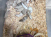 Fancy Mice