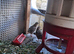 Jumbo Quails for sale