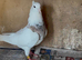 Iranian pigeons for sale
