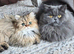 Health tested Persian boy cat