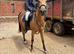 Arab X 15.1 13 years old Gelding
