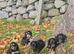 Beautiful Minature cavapoo puppies fully health tested
