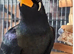 Looking for mynah bird