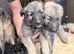 German shepherd puppies