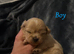 Stunning Shih Tzu puppies looking for Forever Homes