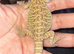 Bearded dragon babies last 3