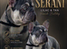 Lilac and tan French bulldog