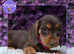 Beautiful Miniature Dachshund Puppies Ready Now