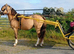 Rolo 3 yr old sec a colt.