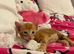Beautiful Bengal cross kittens