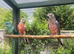 Lineolated Parakeets