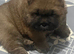 3 gorgeous pups for sale 2x boy & 1x girl