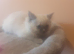 Ragdoll blue point kittens
