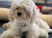 ASIAN TOY MALTIPOO