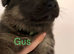 German Shepherd Puppies for sale