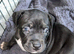 Mixed breed pups for sale