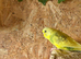 Budgies- aviary birds for sale