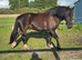 Welsh Section D Black Beauty