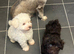 Beautiful Schnoodle Puppies GIRLS