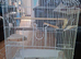 Budgie with cage