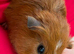 5 baby boars 1 sow