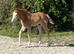 Red roan 2026 Quarter Horse colt