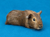 Gorgeous guinea pigs