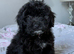 Aussiedoodle 4 months old F1 Health Tested Parents