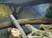Guatamalan spiny tailed iguana