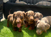 6 miniature dachshund puppy’s ready for there new homes