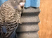 Black Face Budgies