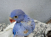 5 months old Indian ring neck blue