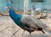 Gorgeous Peacock for sale
