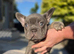READY NOW: 3 x French Bulldog Puppies