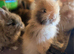 Angora buns