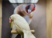 White Java finches