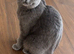 £300 British Short hair kittens BSH £300!!