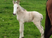 Buckskin filly  and a palamino filly