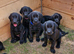 Labrador Puppies
