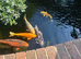 Pond complete set up With 5 koi fish
