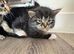 1 beautiful girl kitten ready in 2 weeks