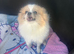 Beautiful female adult Pom